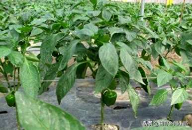 夏天可以播种甜椒吗？夏天可以播种吗？