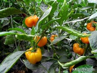 夏天可以播种甜椒吗？夏天可以播种吗？