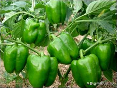 夏天可以播种甜椒吗？夏天可以播种吗？