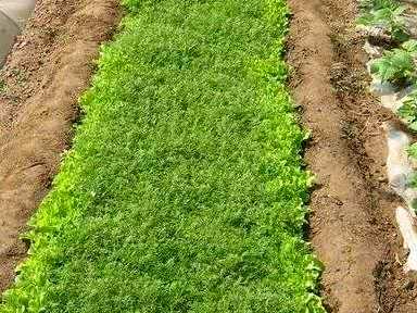 茴香出苗后可以移植吗？怎样种茴香出苗好又快？