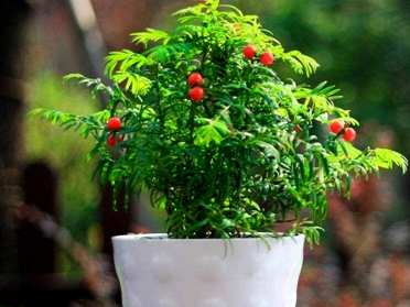 如何种植红豆杉盆景，高档红豆杉盆景图片