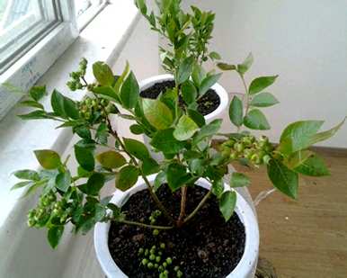 蓝莓盆栽养护方法视频，如何养护盆栽蓝莓？