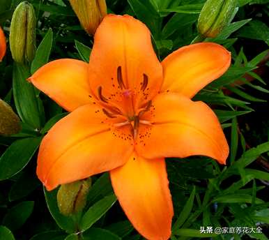 香水百合花有毒吗？适合室内养吗？百合花适合室内养吗？