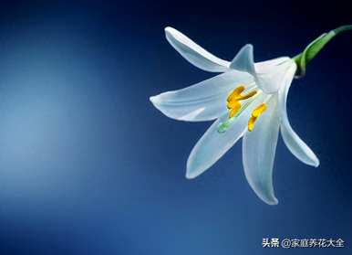 香水百合花有毒吗？适合室内养吗？百合花适合室内养吗？