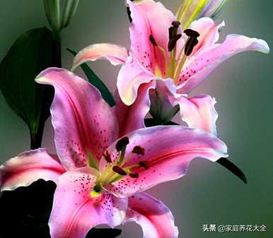 香水百合花有毒吗？适合室内养吗？百合花适合室内养吗？