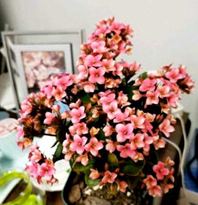 椰糠土能养长寿花吗？长寿花盆种什么土？