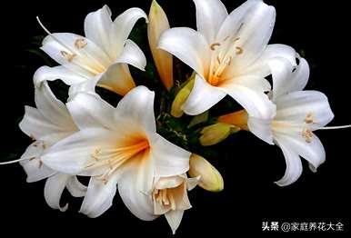 香水百合花有毒吗？适合室内养吗？百合花适合室内养吗？