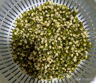 豆芽怎么发得最快最好？豆芽怎么发得快又粗？