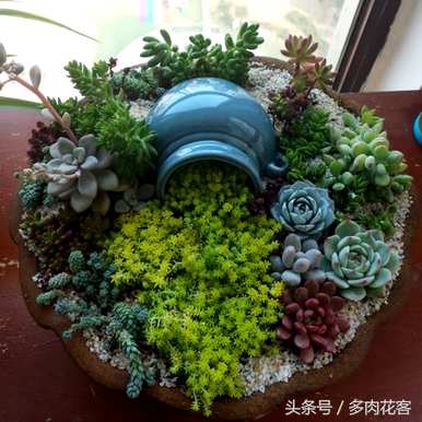 多肉拼盘怎么做，多肉拼盘怎么样？