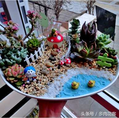多肉拼盘怎么做，多肉拼盘怎么样？