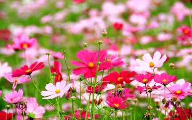 格桑花什么时候播种，格桑花什么时候播种过年？