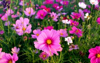 格桑花什么时候播种，格桑花什么时候播种过年？