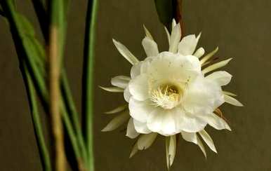 大叶昙花长得快，大叶昙花怎么养？