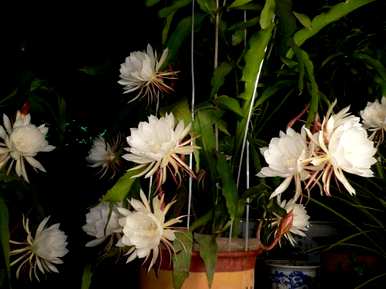 大叶昙花长得快，大叶昙花怎么养？