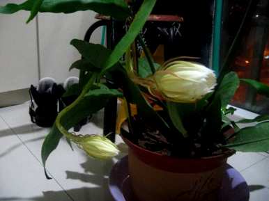 大叶昙花长得快，大叶昙花怎么养？