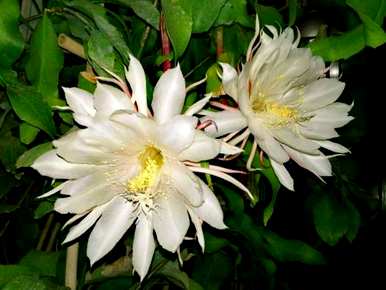 大叶昙花长得快，大叶昙花怎么养？