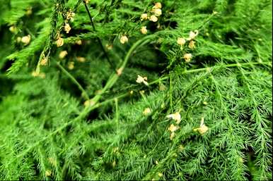 如何修剪芦笋，芦笋的修剪部位