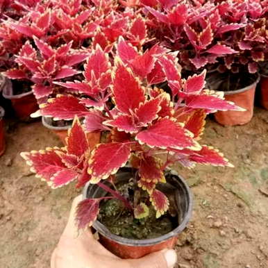 彩叶草花语视频，彩叶草花语完整视频