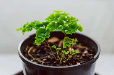 贯众蕨铁线蕨花语、波斯顿蕨花语和寓意