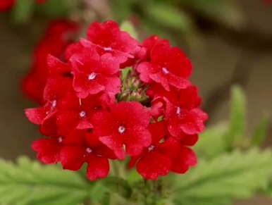 樱花的花语是什么，美丽樱花的花语是什么？