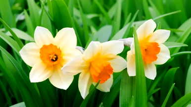 中国水仙花的花语是什么？水仙花的花语超级白
