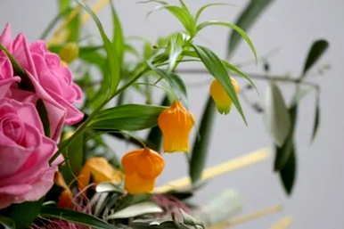 伊莎贝拉双瓣百合花语，黄色毛百合花语，寓意