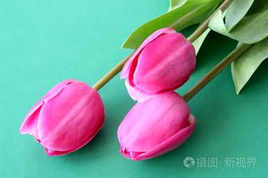 粉色郁金香花语暗示分手，郁金香是关于爱情的花语