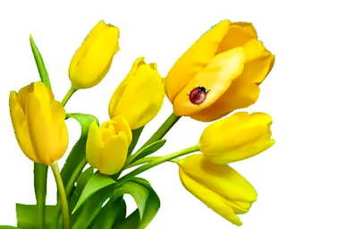 黄色郁金香花语代表什么，18朵郁金香花语是什么意思？