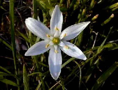 慈菇花的花语是什么意思？慈菇花语