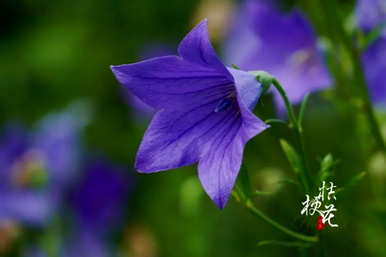 代表爱情花语的花有100种象征爱情的花语