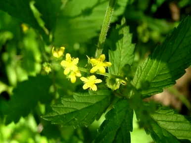 西洋龙芽草的花语是什么，月日花语:西洋龙芽草