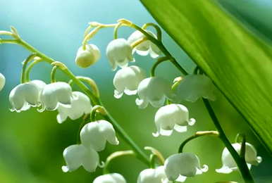 铃兰花语幽香，铃兰花语天真纯净