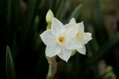 雏眼水仙花语，月日花语:雉眼水仙花语
