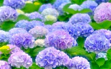 紫阳花的花语、寓意和象征，紫阳花万华镜的花语