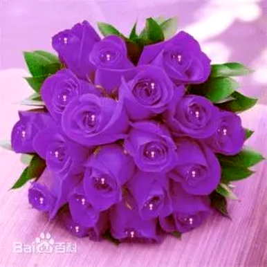 紫玫瑰的花语是什么？紫玫瑰的寓意是什么？紫玫瑰和小雏菊花束的花语