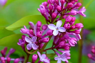 4月22日的生日花是丁香花吗？月生日花:丁香花
