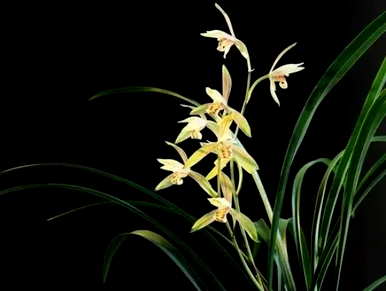 花中四君子梅兰竹菊的美丽散文，花中四君子是指梅兰竹菊