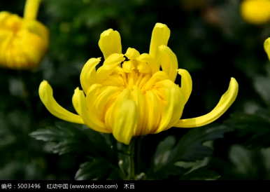 花中四君子梅兰竹菊的美丽散文，花中四君子是指梅兰竹菊