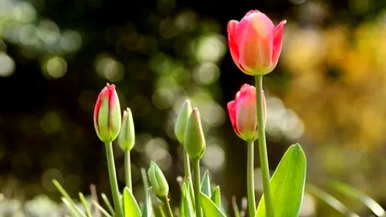 什么是香槟色郁金香花语，郁金香花语？