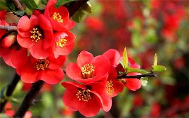 什么花有花中神仙的美誉，什么花可以称之为花中神？