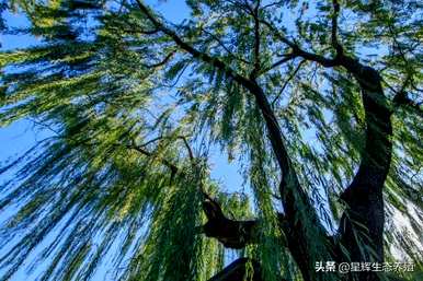 柳树用什么方法传播种子？我也知道柳树用什么方法传播种子