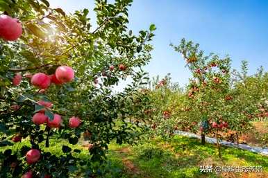 柳树用什么方法传播种子？我也知道柳树用什么方法传播种子