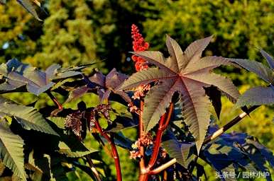 木本植物和草本植物有什么区别，木本植物和草本植物有什么区别？