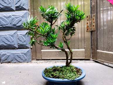 年寒三友指的是哪三种植物，年寒四君子指的是哪种植物？
