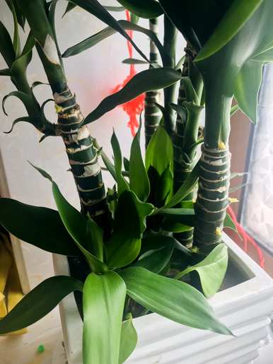 年寒三友指的是哪三种植物，年寒四君子指的是哪种植物？