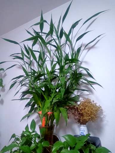 年寒三友指的是哪三种植物，年寒四君子指的是哪种植物？