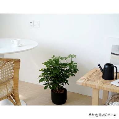 鹅掌藤怎么养，鹅掌藤怎么养？