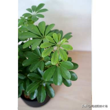 鹅掌藤怎么养，鹅掌藤怎么养？