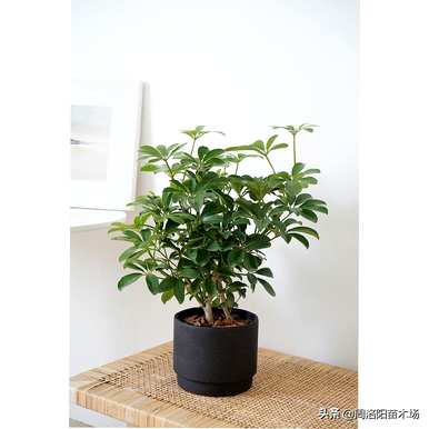鹅掌藤怎么养，鹅掌藤怎么养？