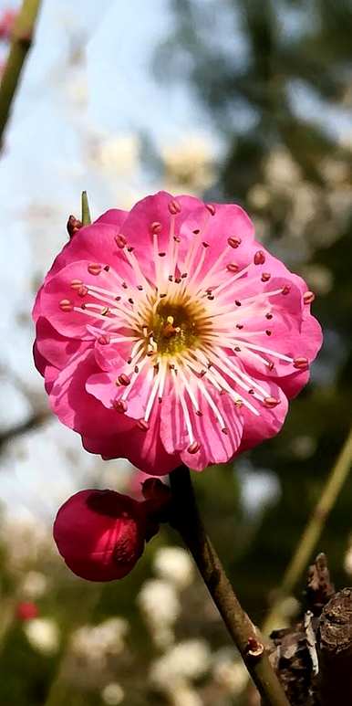三月开花的季节是什么，三月开花的季节是什么
